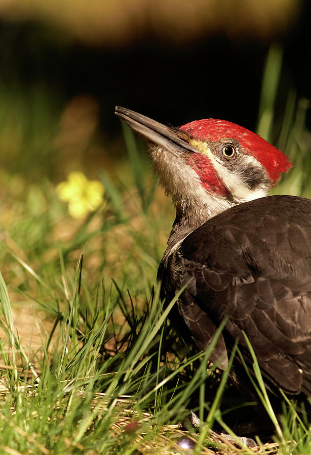 Pileated Woodpecker Photograph by Loni Collins