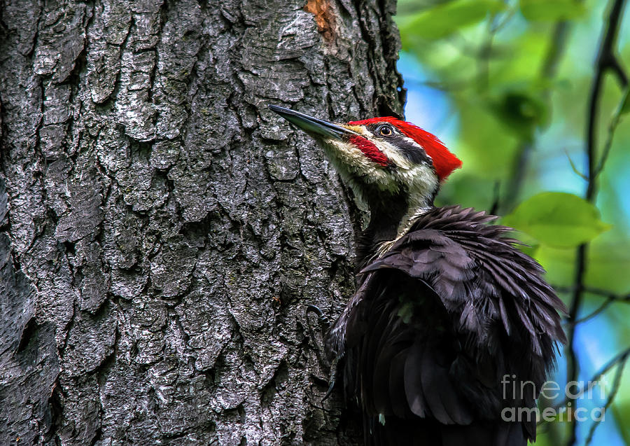 Pileated Woodpecker Looking Up Photograph by Cheryl Baxter