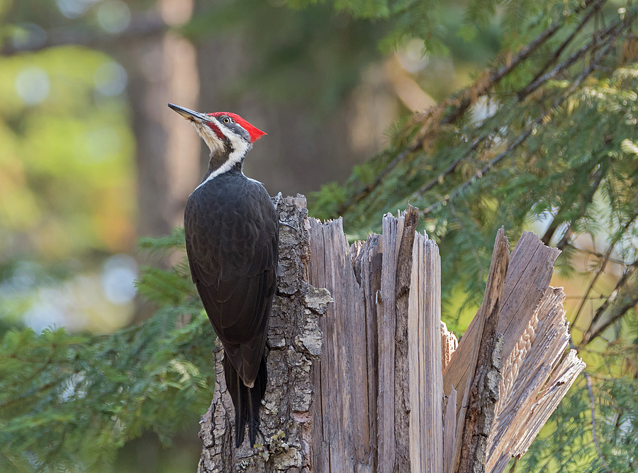 Pileated Woodpecker Photograph by Loree Johnson