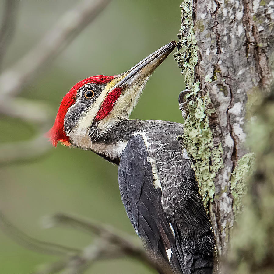 Woodpecker Photograph - Pileated Woodpecker by Morris Finkelstein