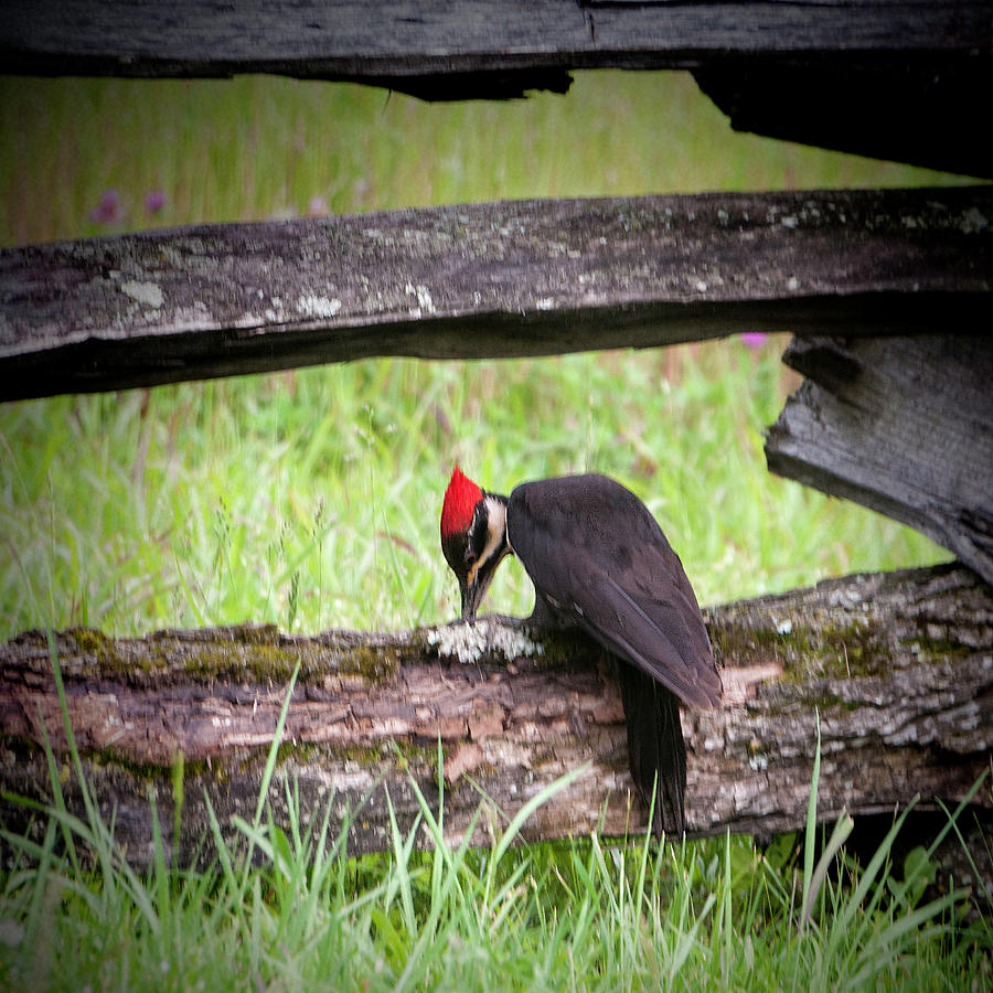 Woodpecker Photograph - Pileated Woodpecker No 2 by Phyllis Taylor