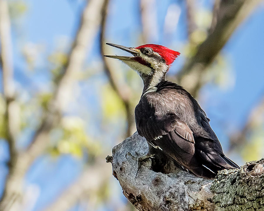 Woodpecker Photograph - Pileated Woodpecker On A Branch by Morris Finkelstein