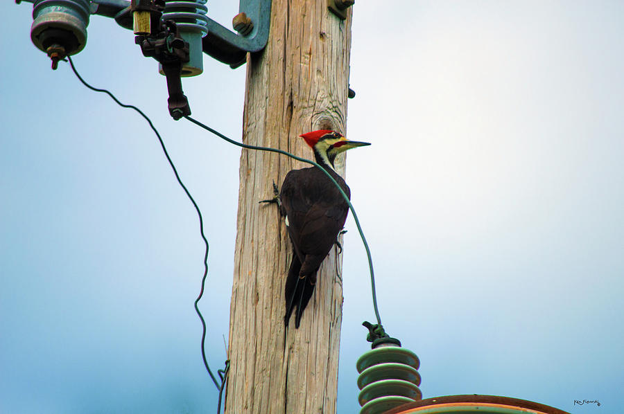 Pileated Woodpecker On Pole Photograph by Ken Figurski