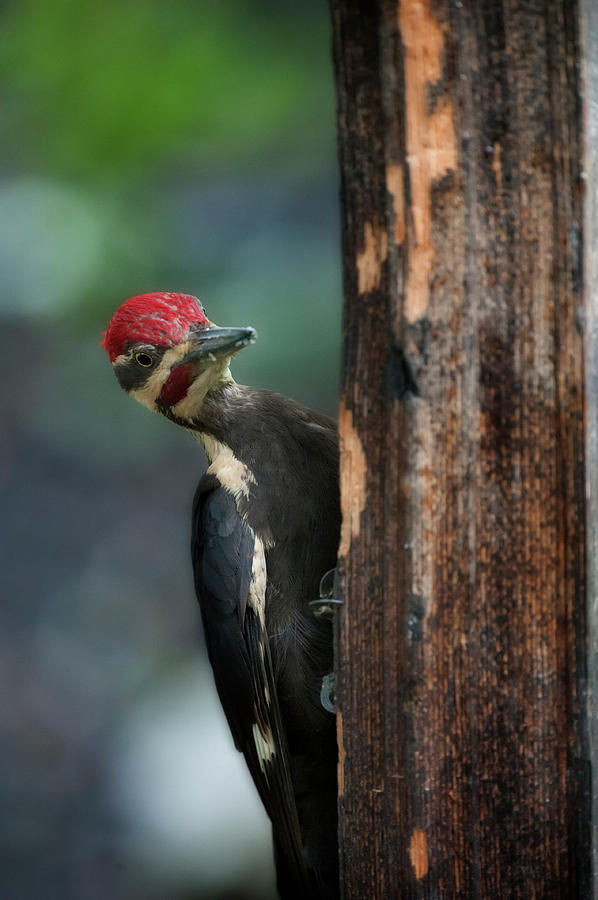 Pileated woodpecker on post looking around Photograph by Dan Friend