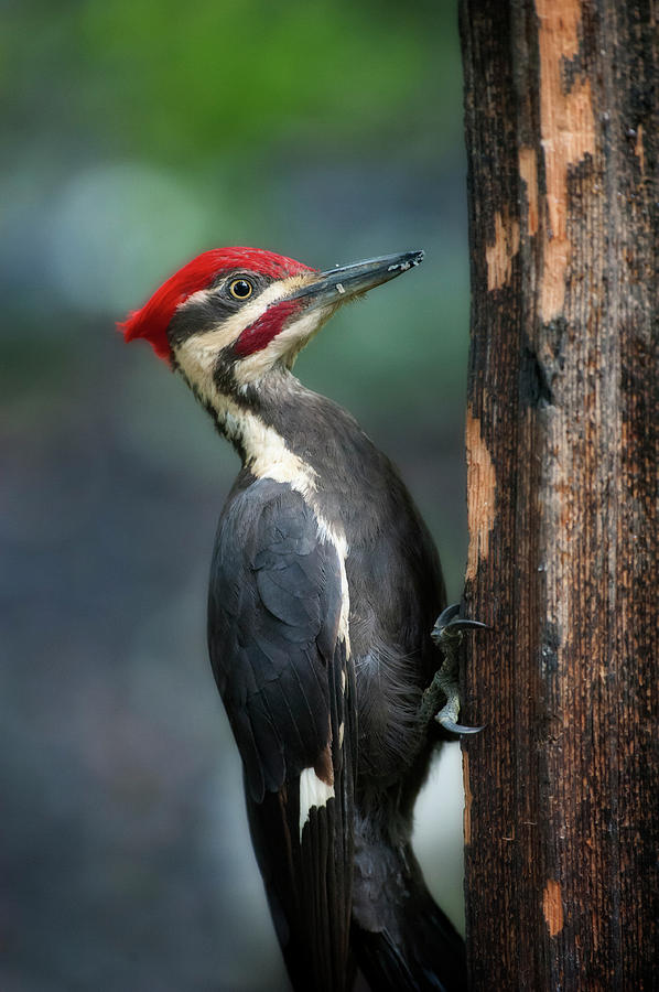 Pileated woodpecker on post looking for food Photograph by Dan Friend