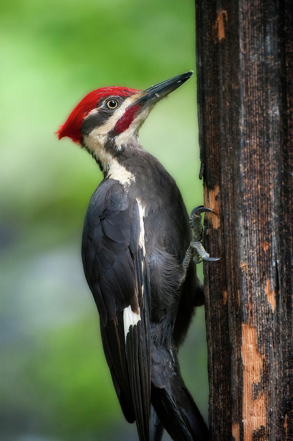 Pileated woodpecker on post looking for food intently Photograph by Dan Friend