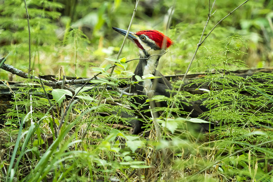 Pileated Woodpecker on the Ground No. 1 Photograph by Belinda Greb