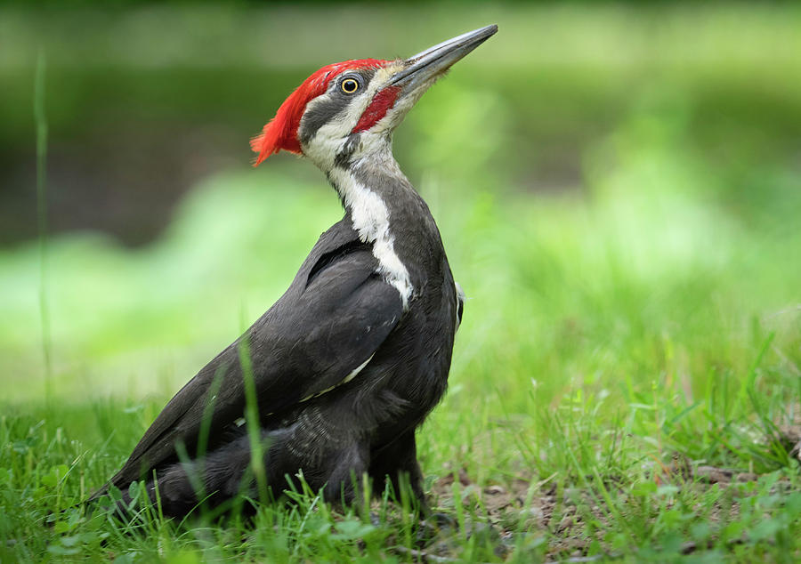 Pileated Woodpecker On The Ground Photograph by R Scott Photography