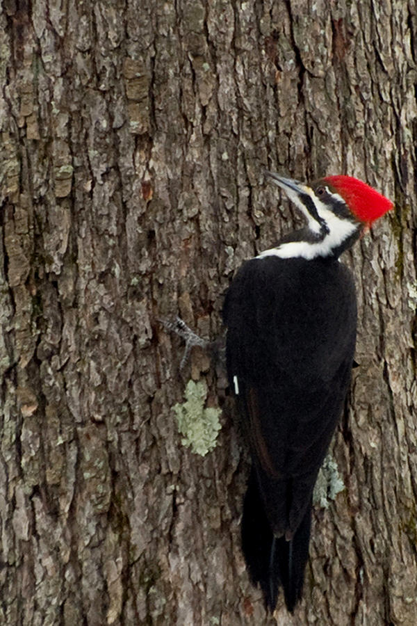 Pileated Woodpecker On Tree Photograph by Dorothy Lee