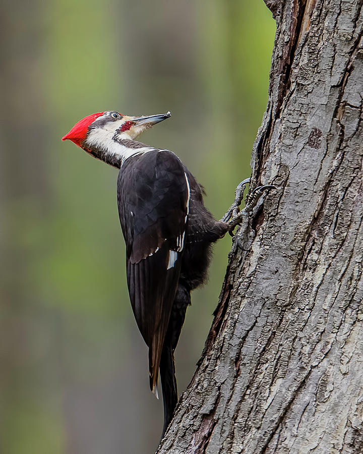 Pileated Woodpecker On Tree Photograph By Morris Finkelstein Pixels 