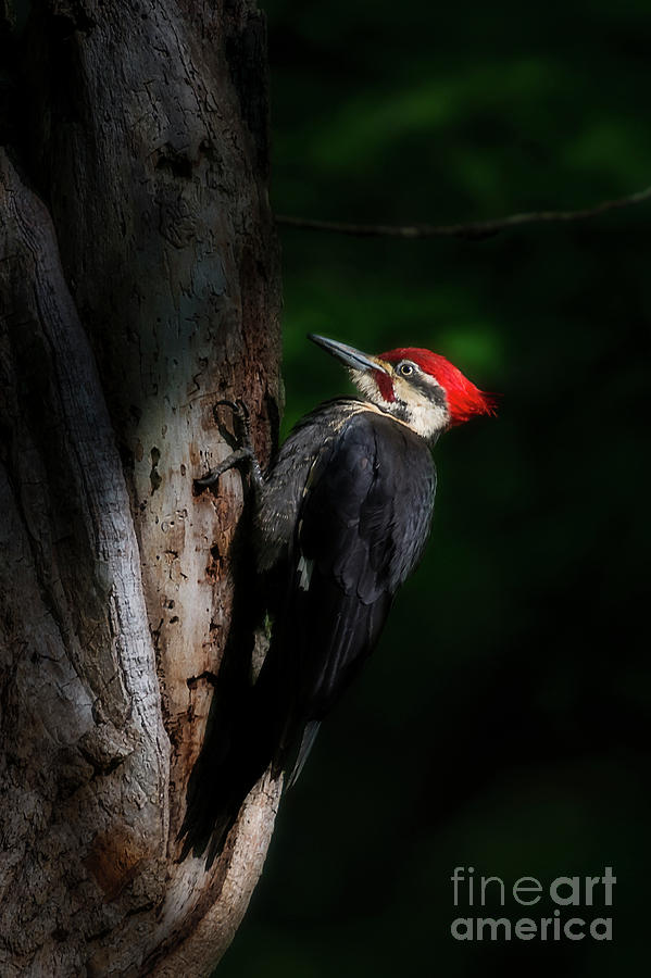 Pileated woodpecker on tree searching for food Photograph by Dan Friend