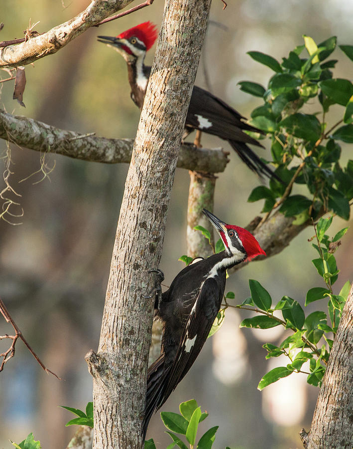Pileated Woodpecker Pair Photograph