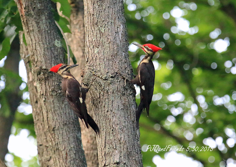 Pileated Woodpecker Pair Photograph by PJQandFriends Photography