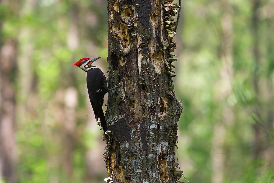 Pileated woodpecker Photograph by Paul Rebmann