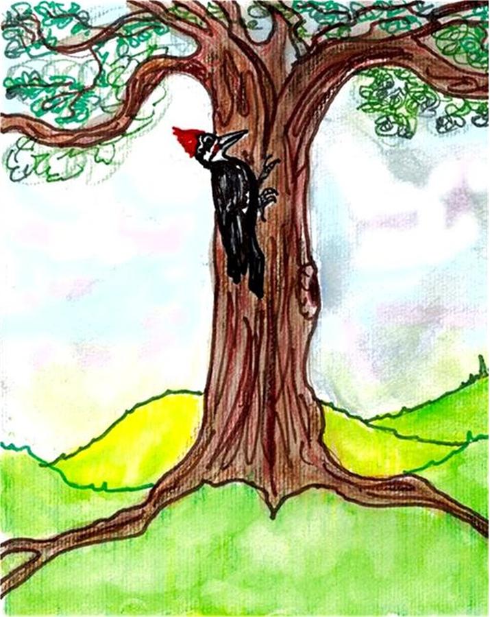 Pileated woodpecker pecks Drawing by Carol Allen Anfinsen