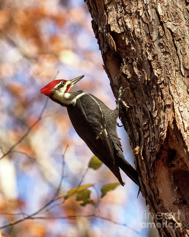 Pileated Woodpecker Photograph by Phil Spitze