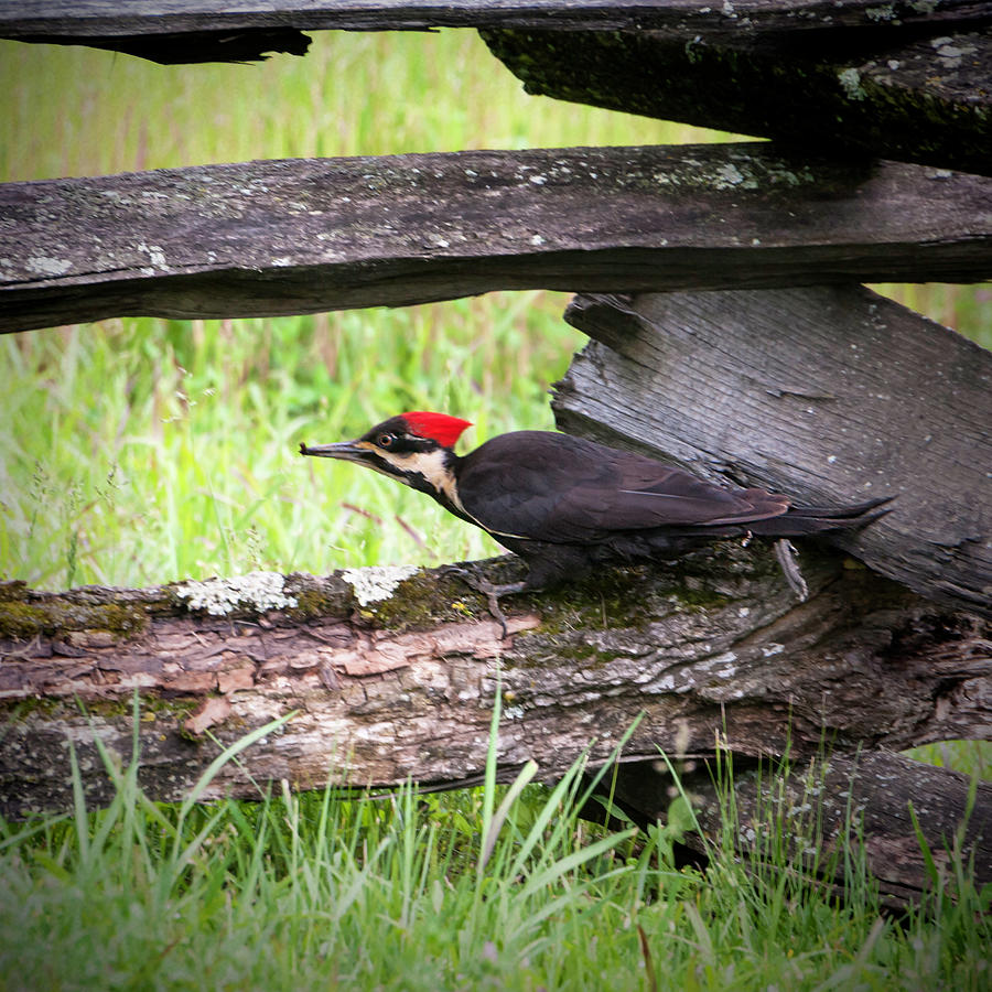 Woodpecker Photograph - Pileated Woodpecker by Phyllis Taylor