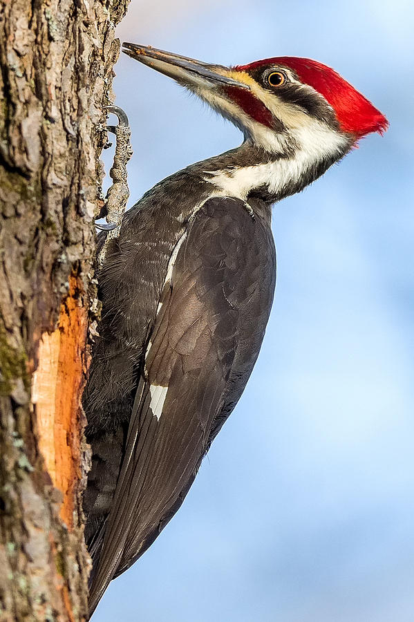 Bird Photograph - Pileated Woodpecker Portrait by Bill Wakeley