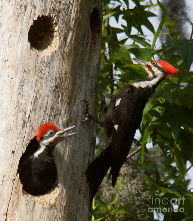 Pileated Woodpecker ready to fledge Photograph by Myrna Bradshaw - Fine ...