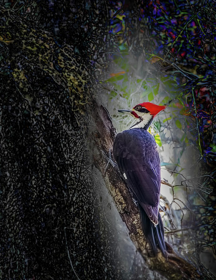 Pileated Woodpecker Photograph by Richard Goldman
