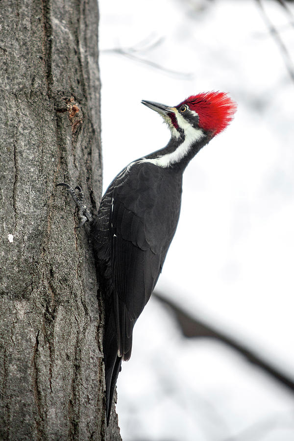 Pileated Woodpecker Photograph by Robert Clifford
