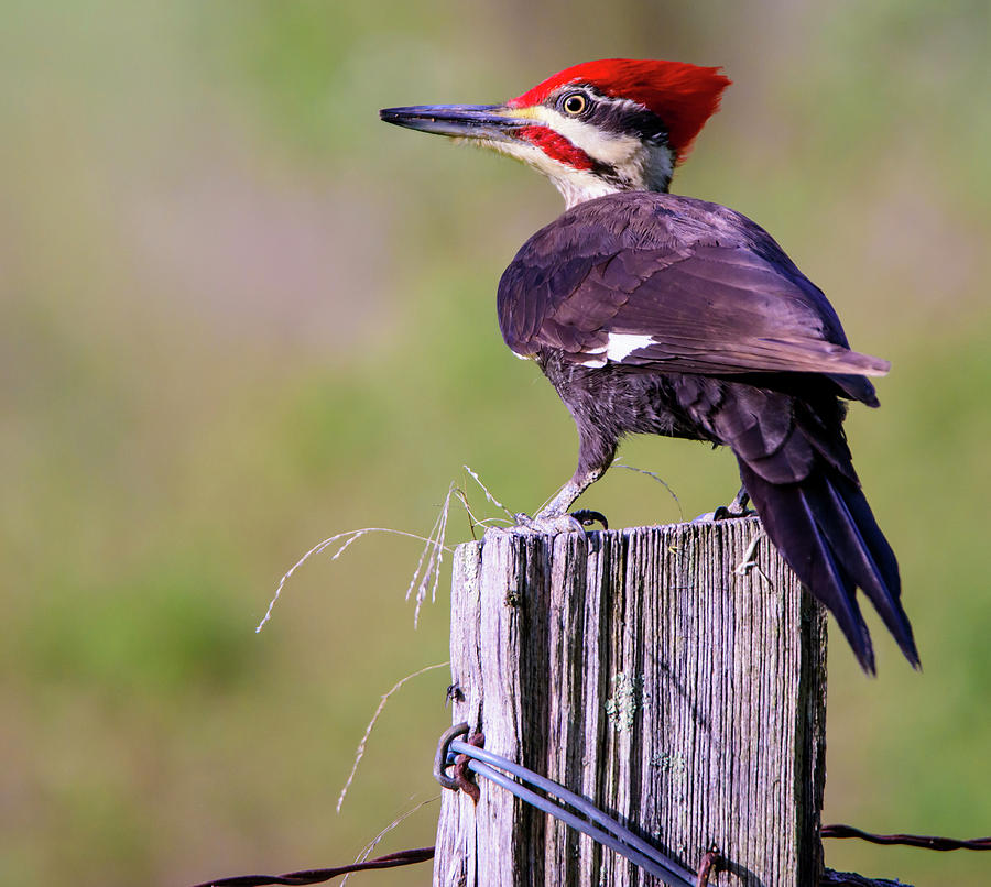 Pileated Woodpecker Photograph by Roberta Kayne