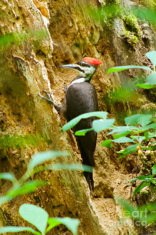 Pileated Woodpecker Photograph by Sean Griffin