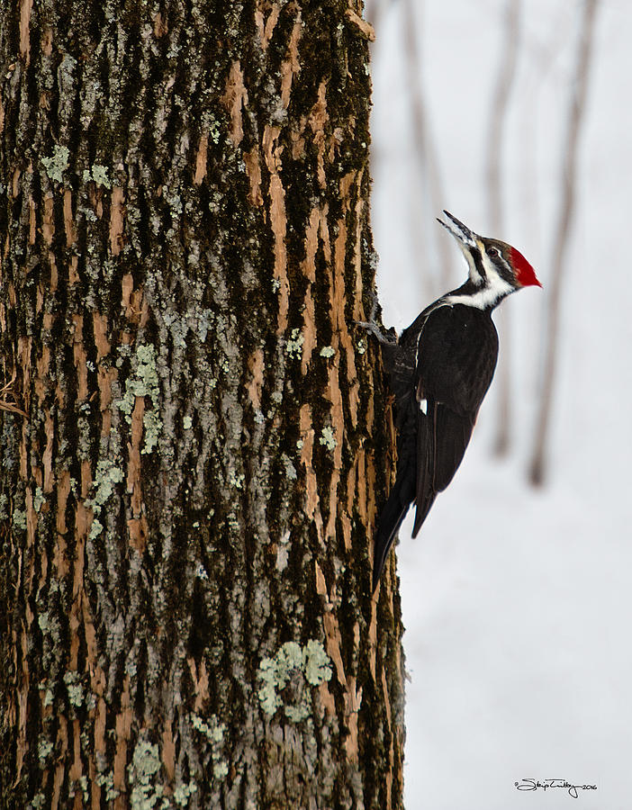 Pileated Woodpecker Photograph by Skip Tribby