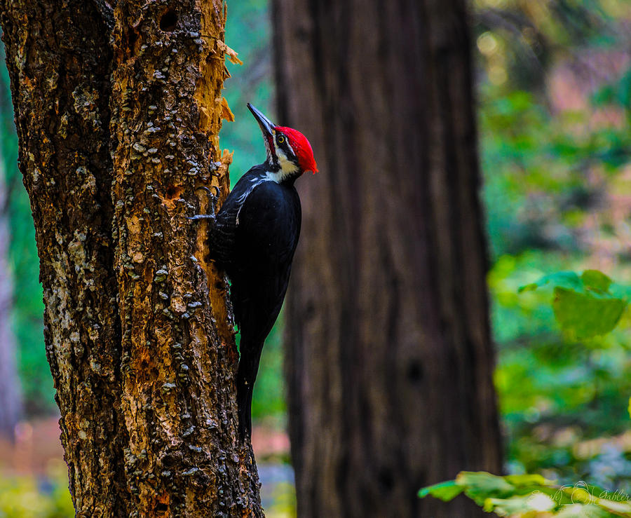 Pileated Woodpecker Photograph by Steph Gabler