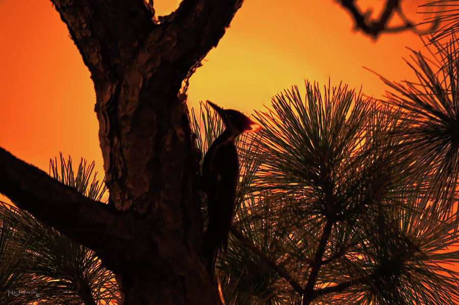 Pileated Woodpecker Sunset Mixed Media by Ken Figurski