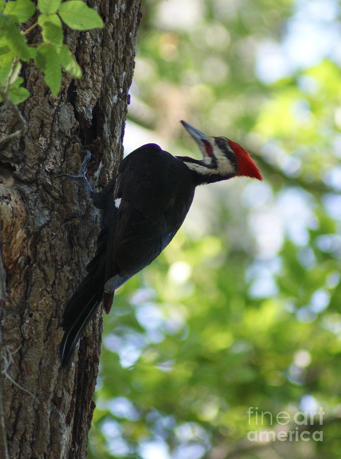 Pileated Woodpecker Photograph by Theresa Cangelosi