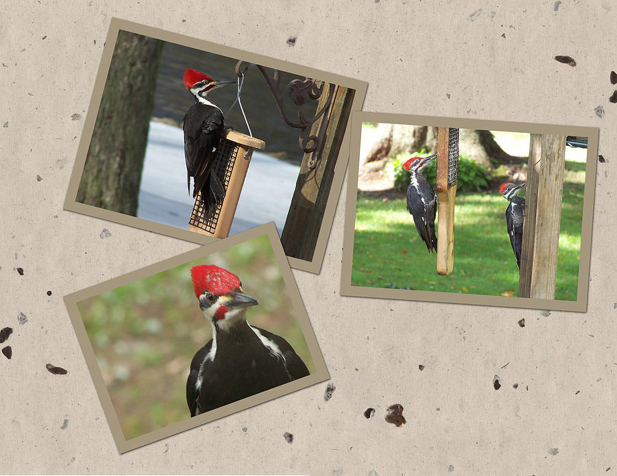 Pileated Woodpecker Trio Collage Photograph