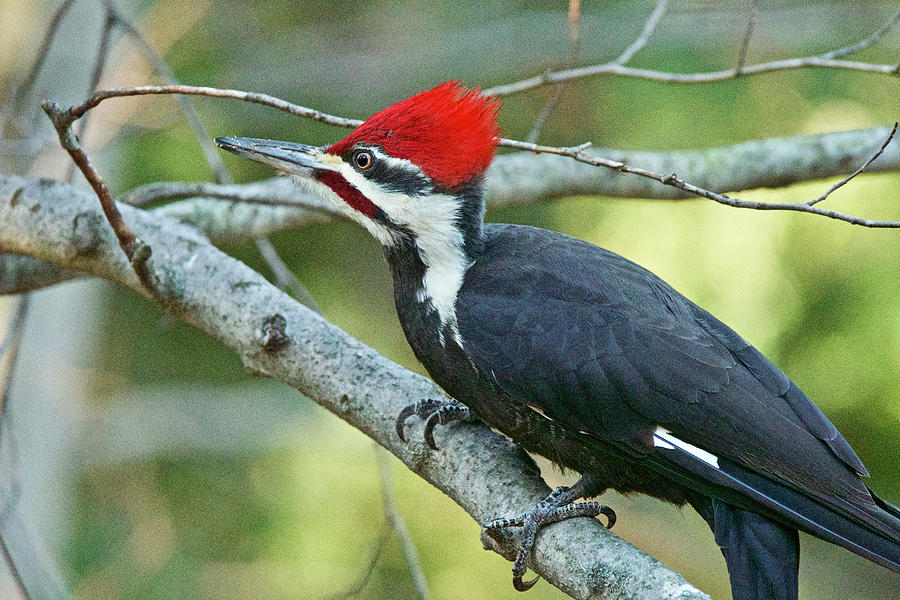 Pileated Woodpecker Up Close Photograph by Michael Peychich