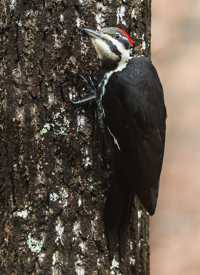 Pileated Woodpecker Photograph by Walt Sterneman
