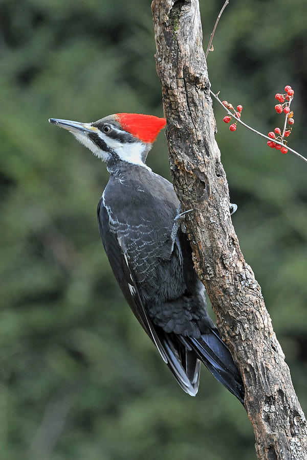Pileated Woodpecker Watching Its Back Photograph by Alan Lenk