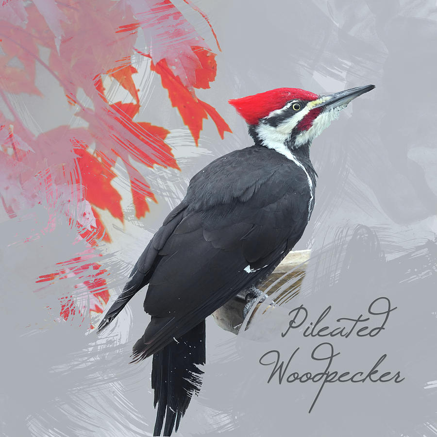 Pileated Woodpecker Watercolor Photo Photograph by Hermes Fine Art
