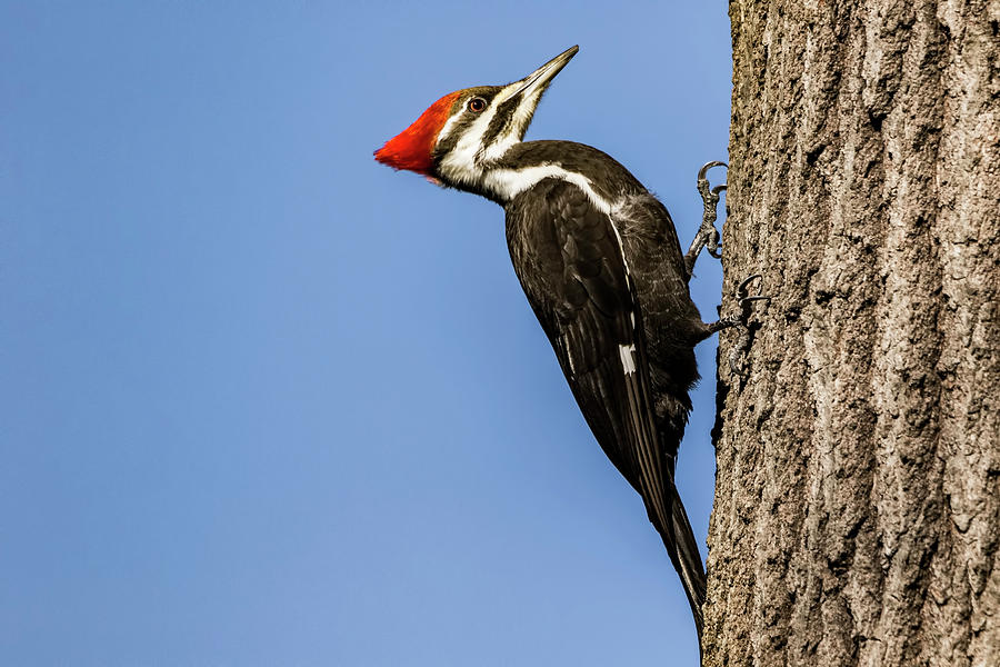 Pileated Woodpecker Photograph By William Morris 