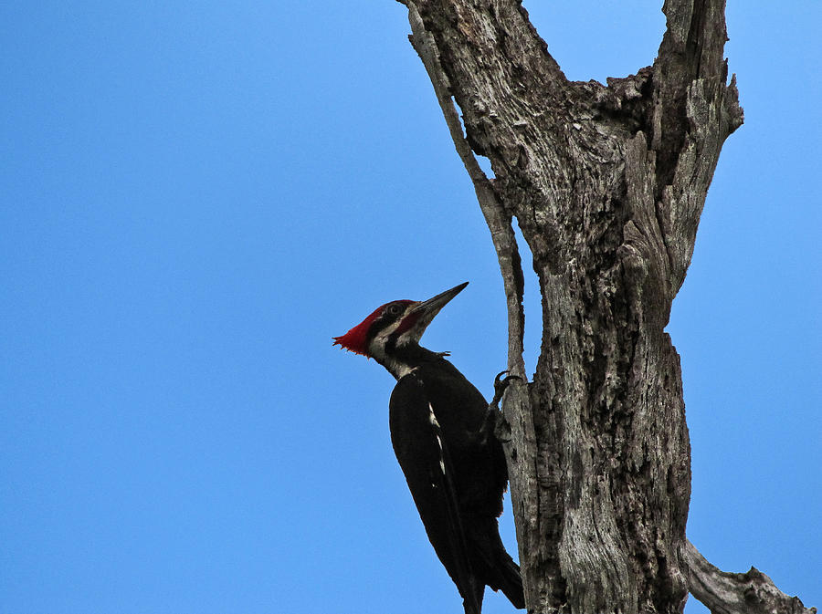 Pileated Woodpecker With Background edit  Photograph by Christopher Mercer