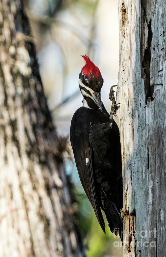 Pileated woodpecker with food Photograph by Rodney Cammauf
