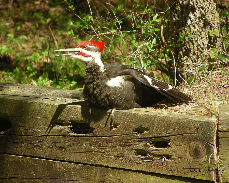 Pileated Woodpecker1 Photograph by Torie Tiffany