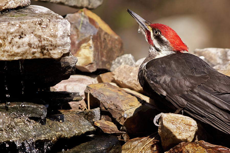 Pileated Woodpecker2 Photograph by Loni Collins