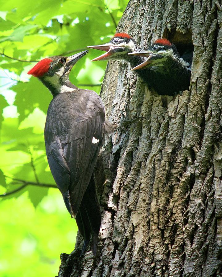 Pileated Woodpeckers Photograph By Betty Arnold - Fine Art America