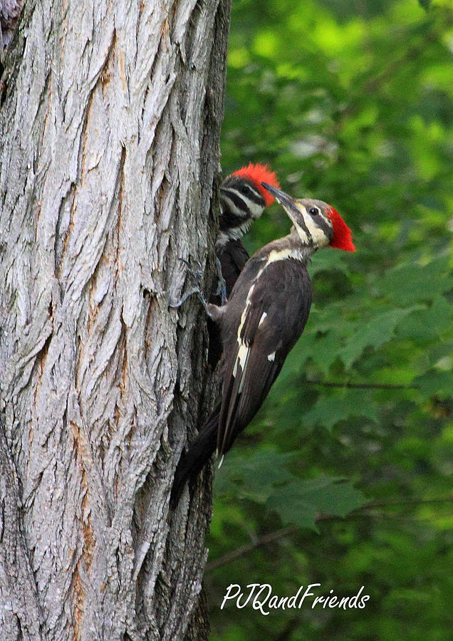 Pileated Woodpeckers Photograph by PJQandFriends Photography