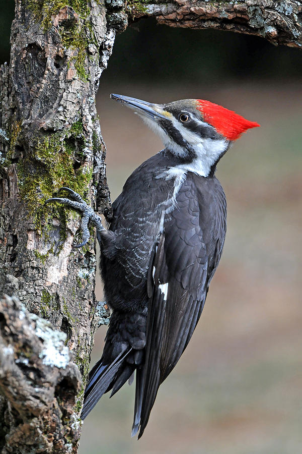 Pileated Woopecker  Female Photograph by Alan Lenk