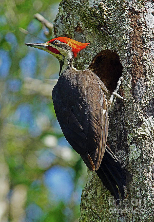 Woodpecker Photograph - Pileated Woodpecker by Larry Nieland