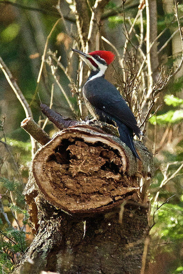 Pileated Woodpecker Photograph by Michael Peychich