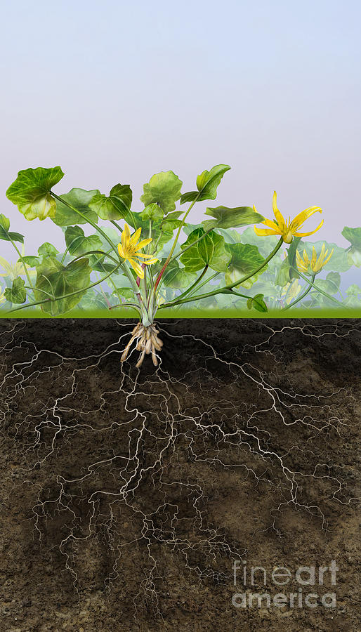 Pilewort Or Lesser Celandine Ranunculus Ficaria - Root System - Painting