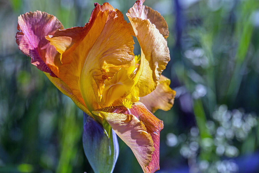 Pilfered Iris Photograph by Alana Thrower