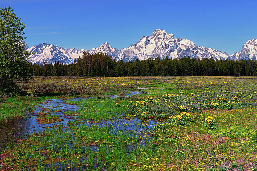 Pilgrim Creek Spring Meadow Photograph by Greg Norrell