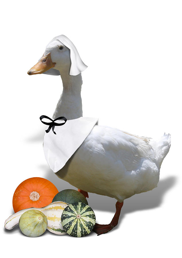 Thanksgiving Mixed Media - Pilgrim Duck by Gravityx9 Designs